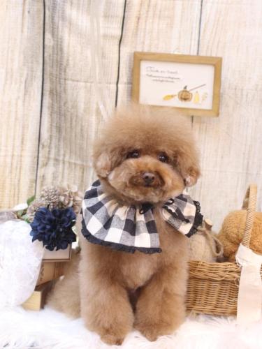 20241031てんくん